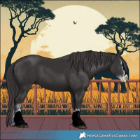 Horse Color:Smoky Black Sabino Splash 
