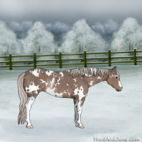 Horse Color:White Spotted Silver Black Rabicano 