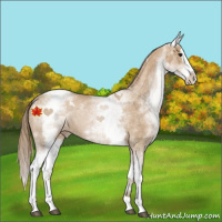 Horse Color:White Spotted Black Pearl Splash Appaloosa