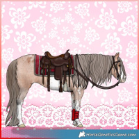 Horse Color:Bay Sabino Appaloosa Rabicano