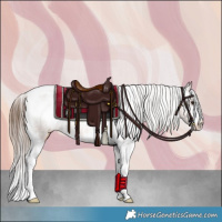 Horse Color:Bay Sabino Appaloosa 