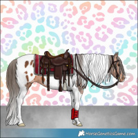 Horse Color:Bay Tobiano Appaloosa 