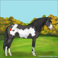 Horse Color:Black Frame Appaloosa 