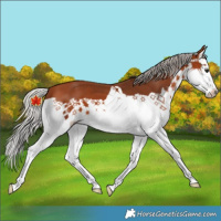 Horse Color:Silver Bay Splash 