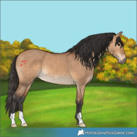 Horse Color:Bay Dun 