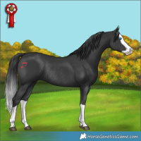 Horse Color:Black Splash Rabicano 