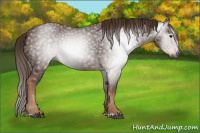 Horse Color:Gray Chestnut 