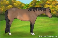 Horse Color:Buckskin