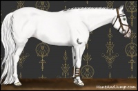 Horse Color:Platinum Gold Cream Champagne 