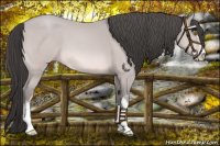 Horse Color:Platinum Amber Champagne Sabino