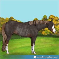 Horse Color:Liver Chestnut Rabicano 