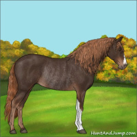 Horse Color:Liver Chestnut Rabicano