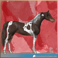 Horse Color:Liver Chestnut Tobiano 