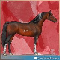 Horse Color:Brown Tobiano