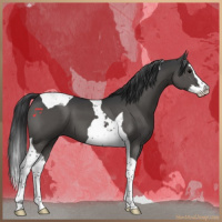 Horse Color:Black Splash Tobiano 