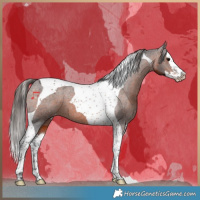 Horse Color:Brown Splash Tobiano Appaloosa 