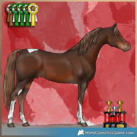 Horse Color:Liver Chestnut Tobiano 