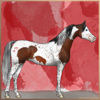 Horse Color:Brown Splash Tobiano Appaloosa 