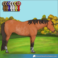 Horse Color:Bay and Bay Rabicano