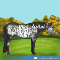Horse Color:Smoky Black  and Smoky Black Frame 