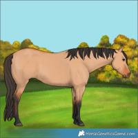 Horse Color:Bay Dun