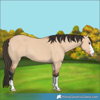 Horse Color:Bay Dun 
