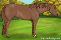Horse Color:Chestnut 