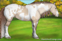 Horse Color:Amber Champagne Dun Sabino Tobiano Appaloosa  and Amber Champagne Dun Sabino Tobiano Appaloosa 