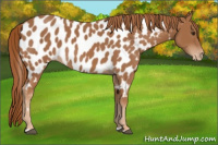 Horse Color:Chestnut Appaloosa 