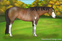 Horse Color:Buckskin Sabino Rabicano 