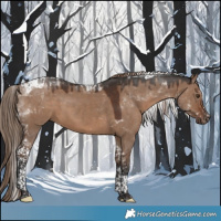Horse Color:Liver Red Dun Tobiano 