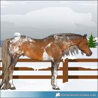 Horse Color:Chocolate Palomino Tobiano 