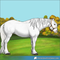 Horse Color:Silver Bay Dun Tobiano Appaloosa 
