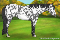 Horse Color:Blue Roan Frame Appaloosa 