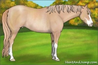 Horse Color:Gold Champagne Sabino Rabicano 