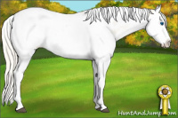 Horse Color:Silver Buckskin Dun Splash Tobiano Appaloosa Rabicano 