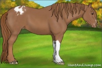 Horse Color:Chestnut Appaloosa 