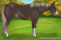 Horse Color:Liver Chestnut 