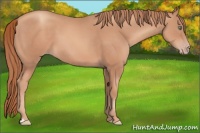 Horse Color:Gold Champagne 