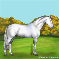 Horse Color:Gray Nacre Silver Black Splash 