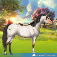 Horse Color:Bay Roan Dun Tobiano 