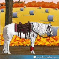 Horse Color:Bay Tobiano Appaloosa 