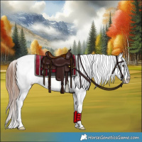 Horse Color:Red Dun Sabino Tobiano Appaloosa 