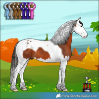Horse Color:Bay Splash Tobiano