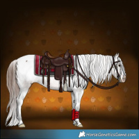 Horse Color:Brown Appaloosa 