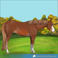 Horse Color:Chestnut 