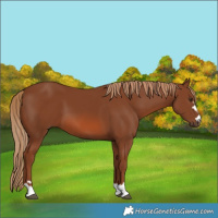 Horse Color:Chestnut 