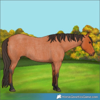 Horse Color:Bay Roan 