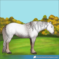 Horse Color:Gray Chestnut 