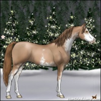 Horse Color:Liver Chestnut Pearl Sabino 